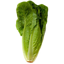 Lechuga Orejona