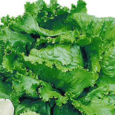 Lechuga iceberg