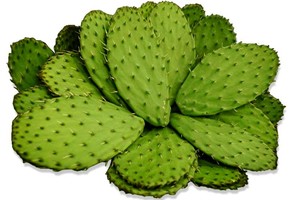 Nopal