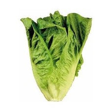 Lechuga Romana