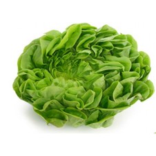 Lechuga Francesa
