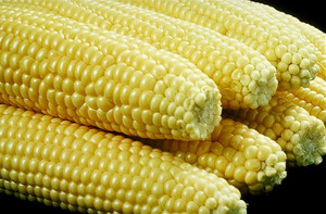 Elote